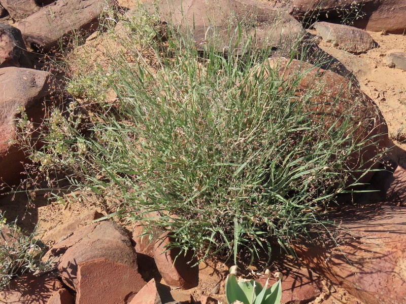 Panicum kalaharense photo 3