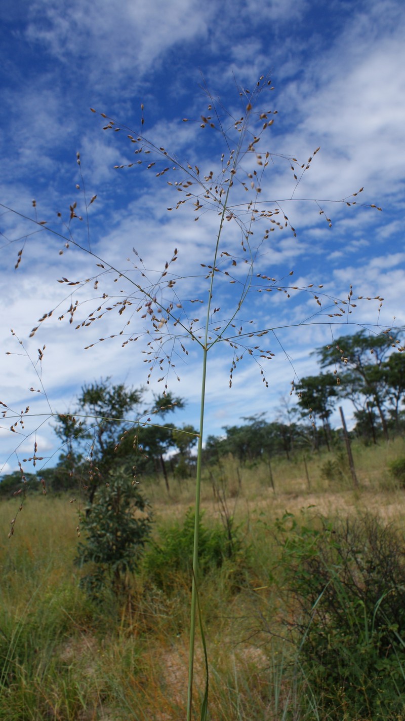 Panicum kalaharense photo 4
