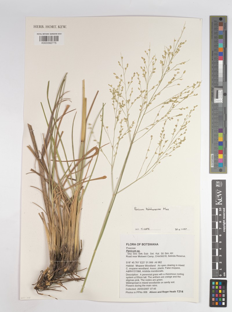Panicum kalaharense photo 5