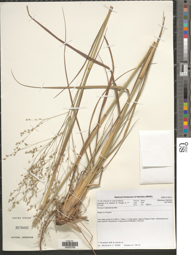 Panicum kalaharense photo 6