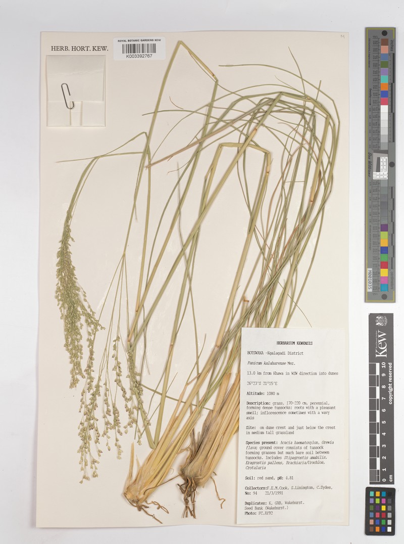 Panicum kalaharense photo 7