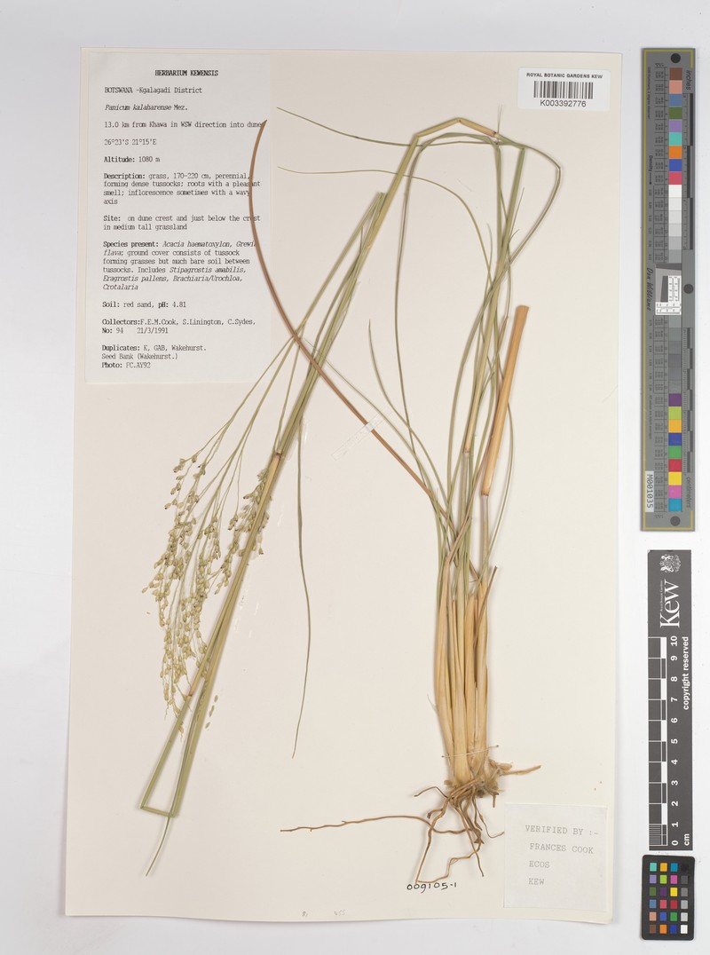 Panicum kalaharense photo 8