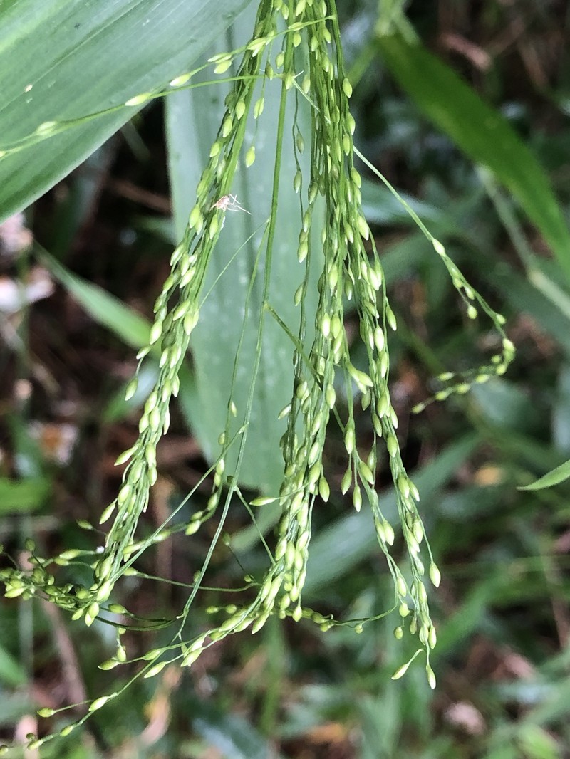 Panicum khasianum photo 2