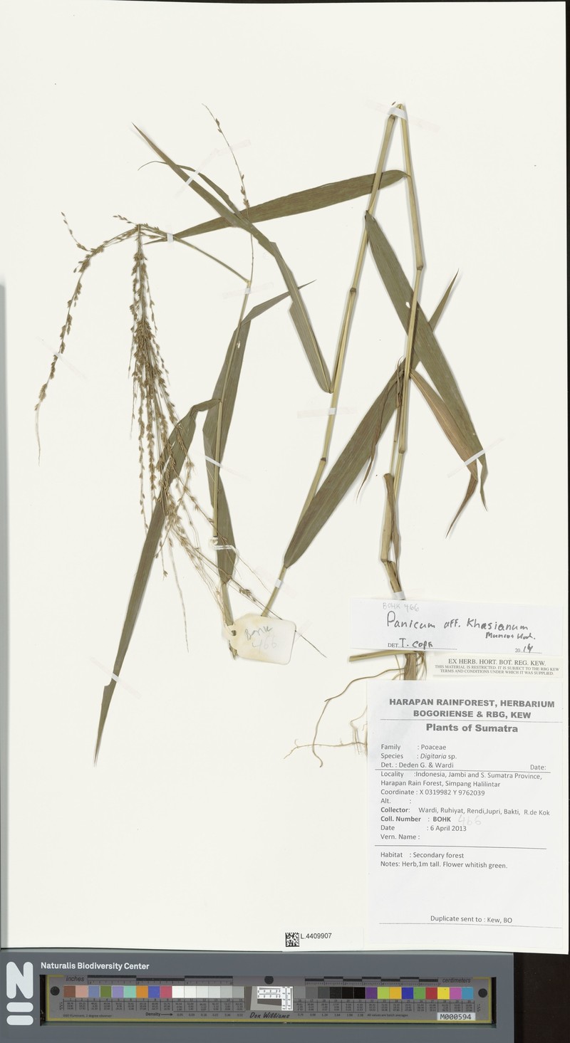 Panicum khasianum photo 3
