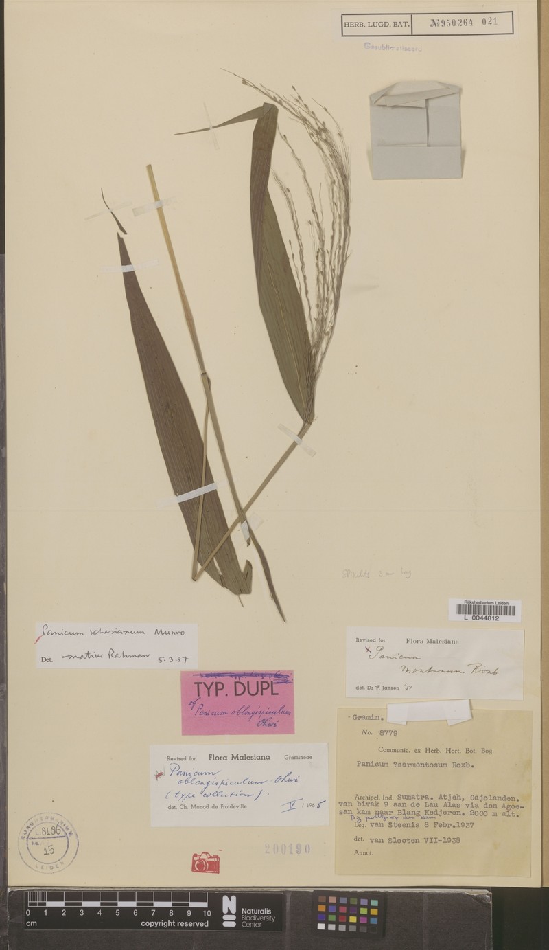 Panicum khasianum photo 4