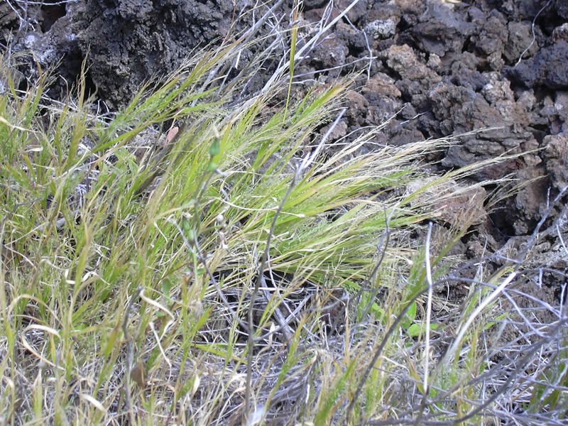 Kona Panicgrass