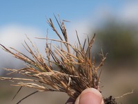 Kona Panicgrass