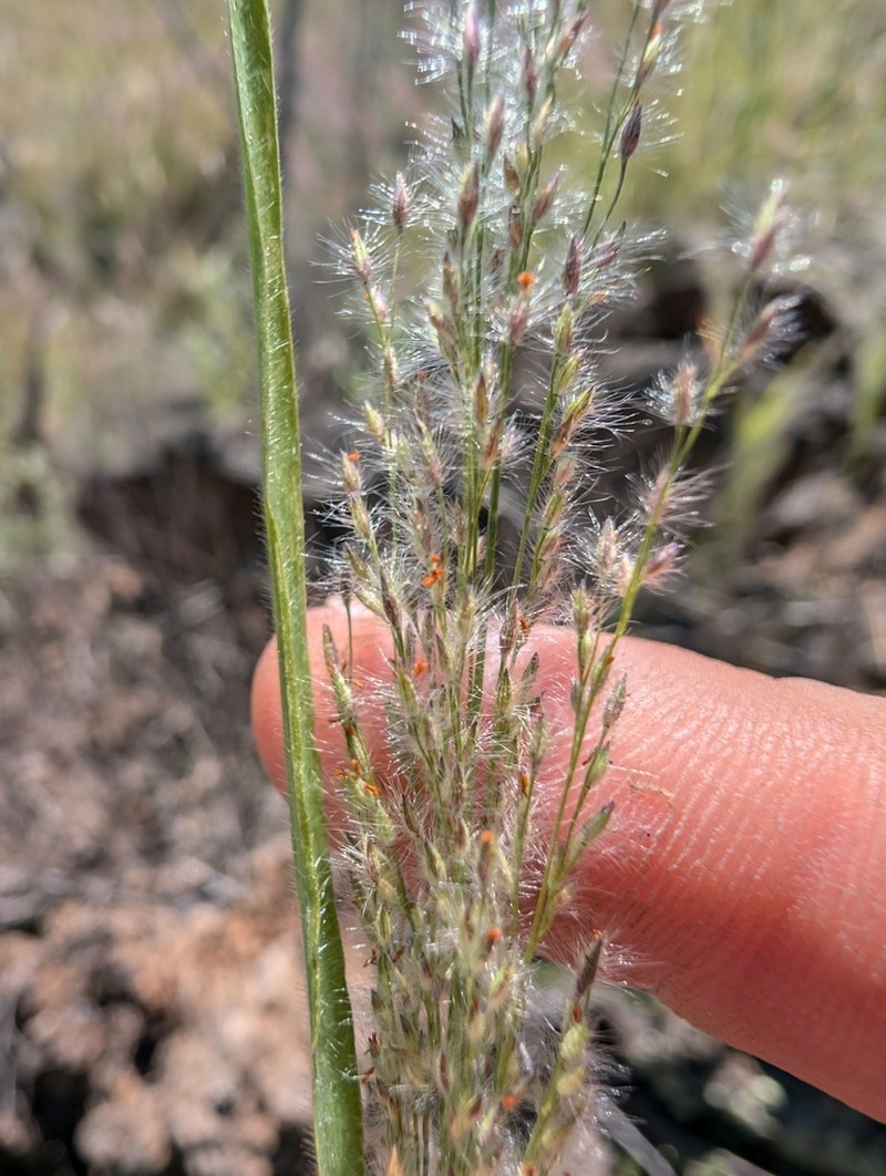 Kona Panicgrass photo 2