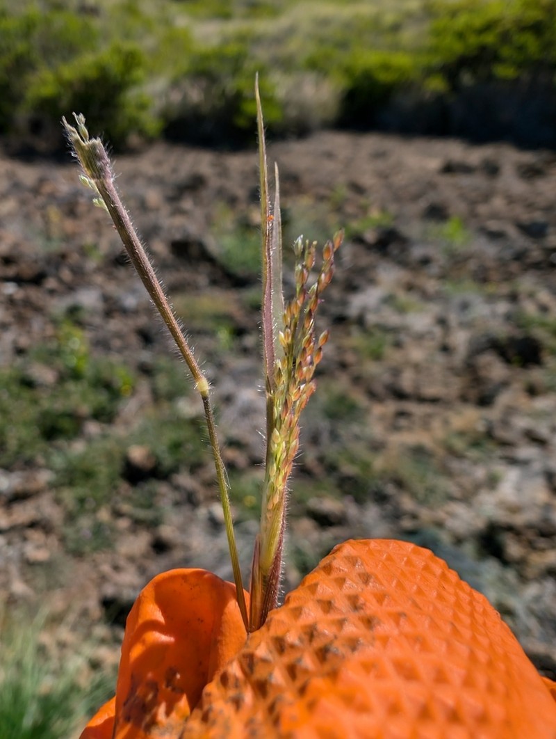 Kona Panicgrass photo 3
