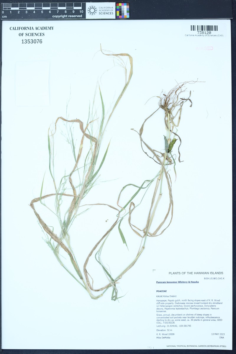 Kona Panicgrass photo 5
