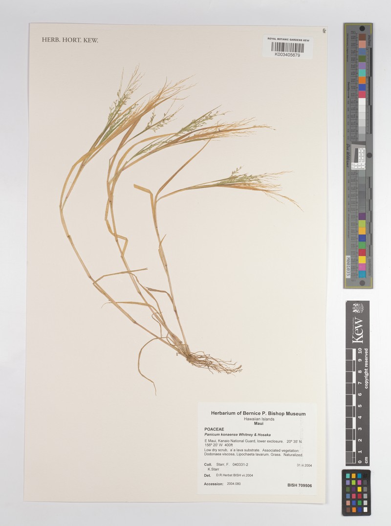Kona Panicgrass photo 7