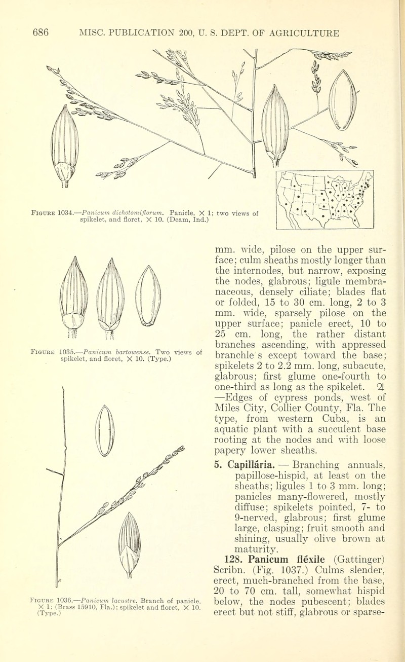 Lakeshore Panicgrass