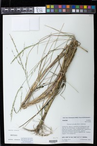 Lakeshore Panicgrass