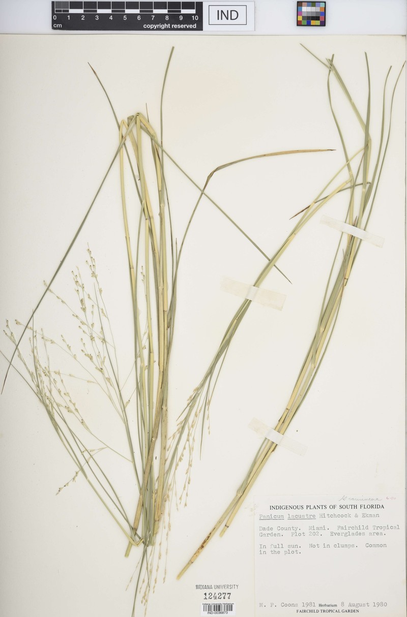 Lakeshore Panicgrass photo 2