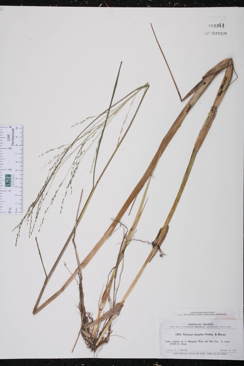 Lakeshore Panicgrass photo 3