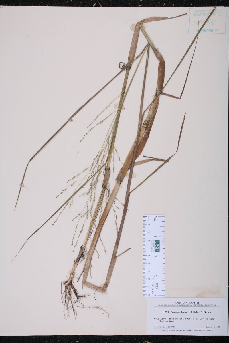 Lakeshore Panicgrass photo 4
