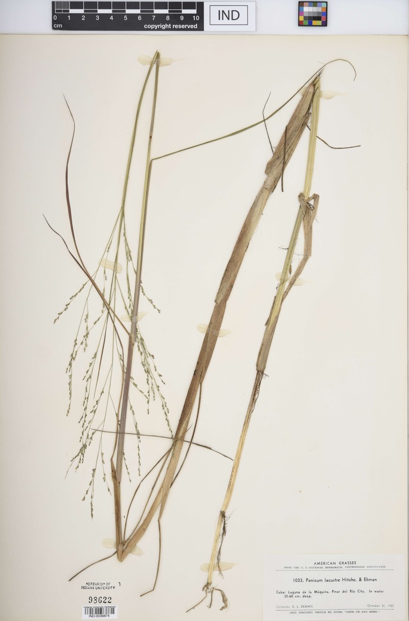 Lakeshore Panicgrass photo 5