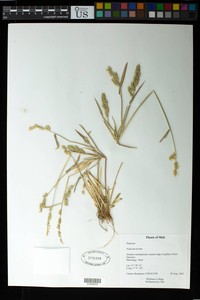 Panicum laetum