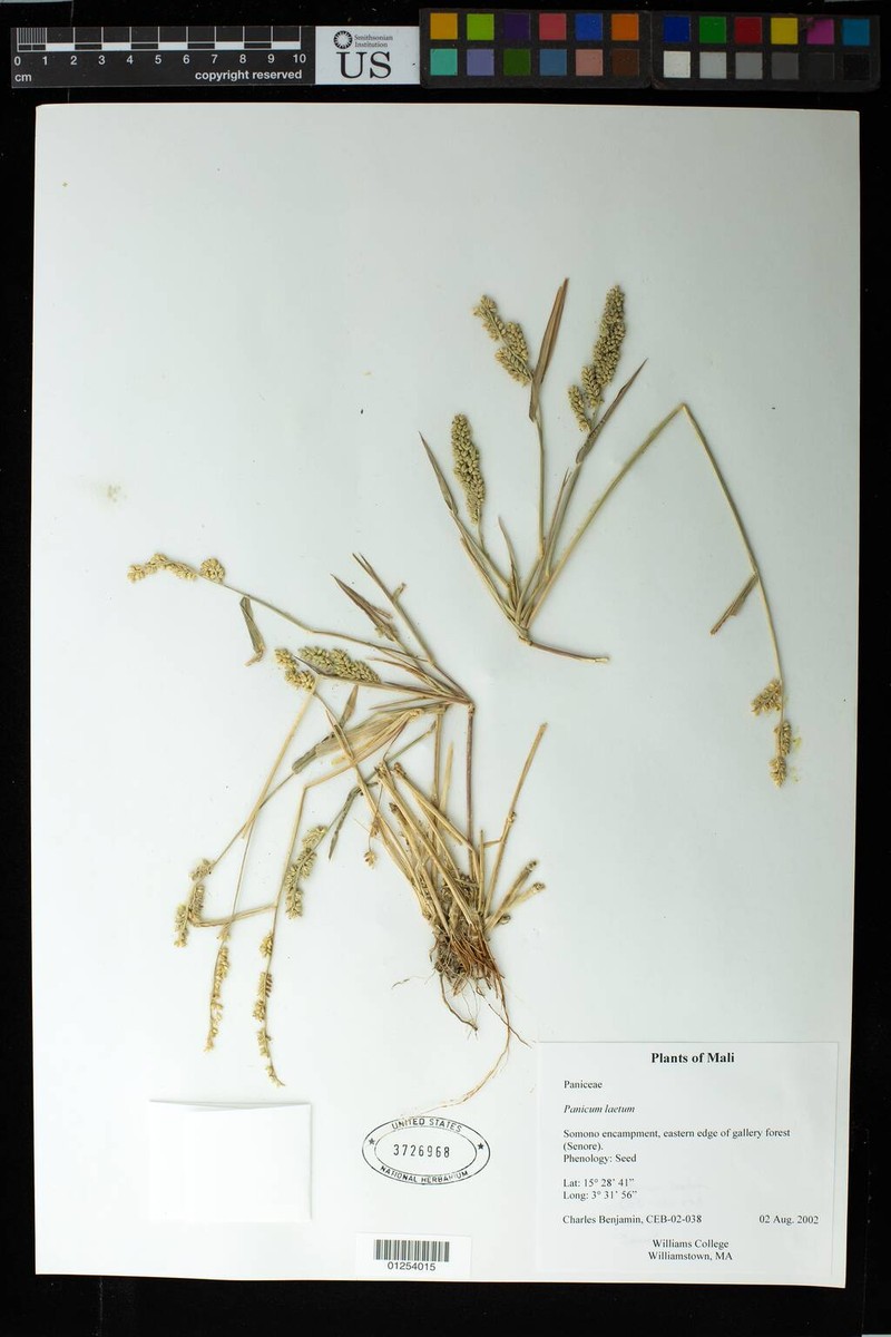 Panicum laetum