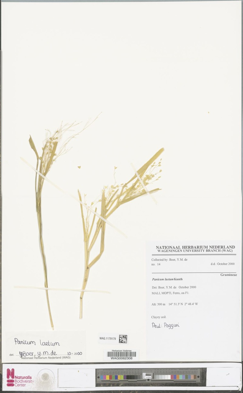 Panicum laetum photo 2
