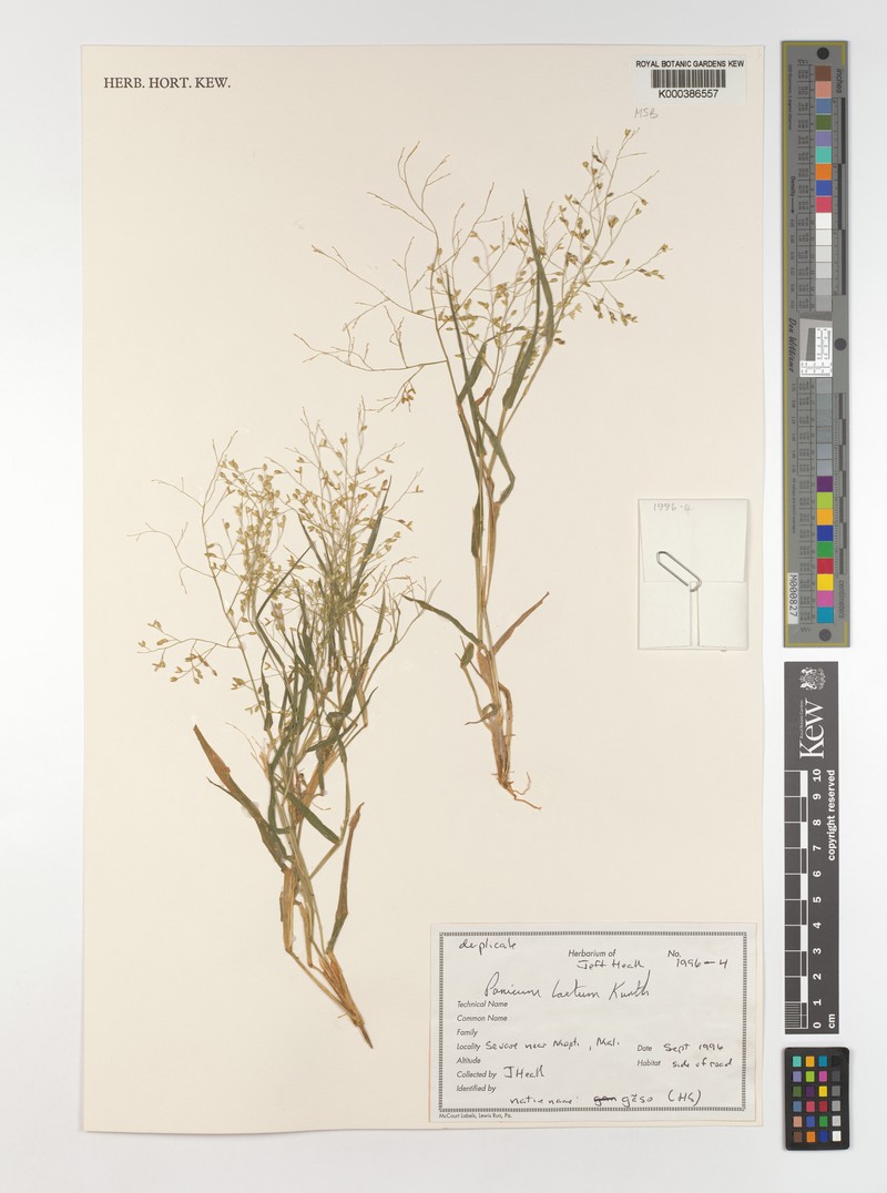 Panicum laetum photo 3