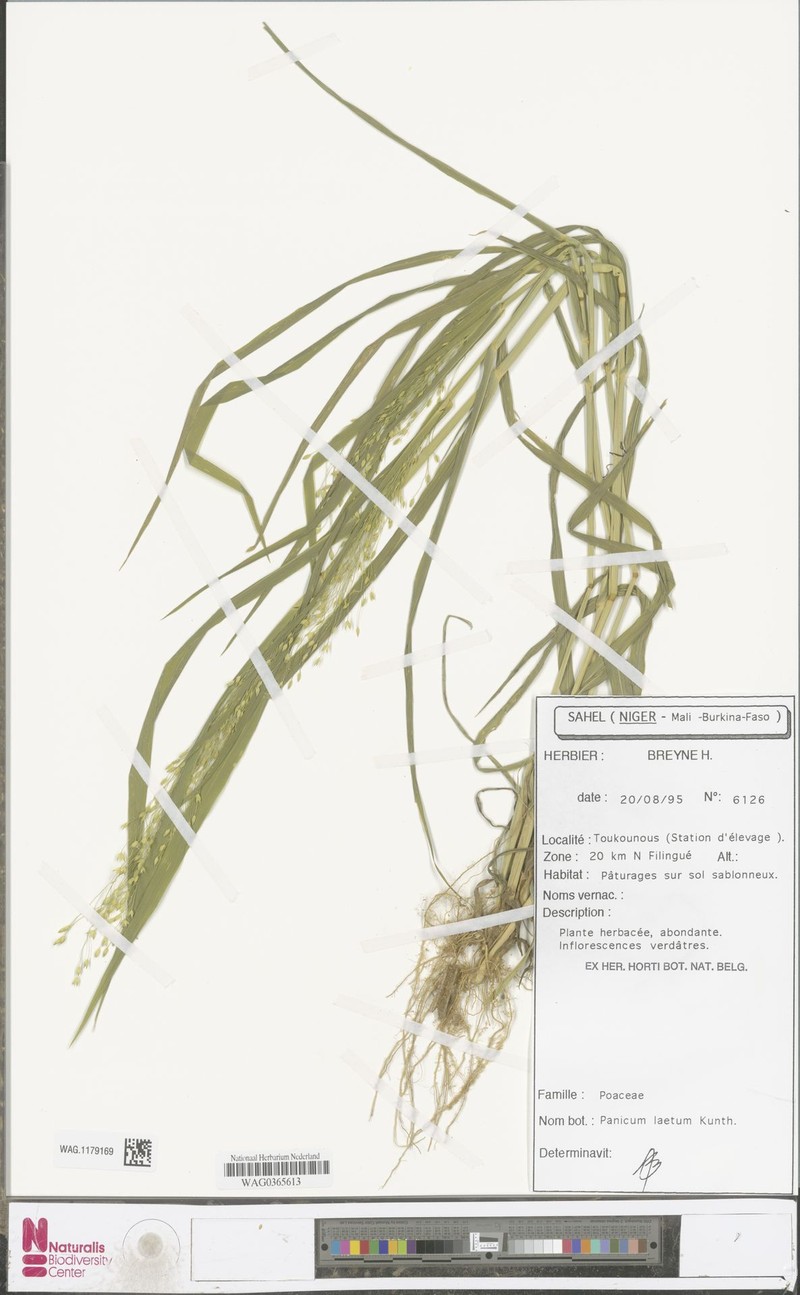 Panicum laetum photo 4