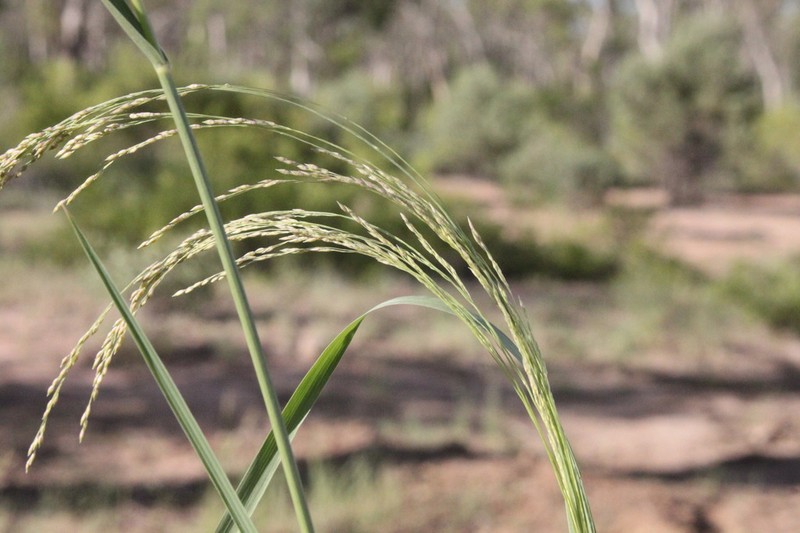Panicum laevinode