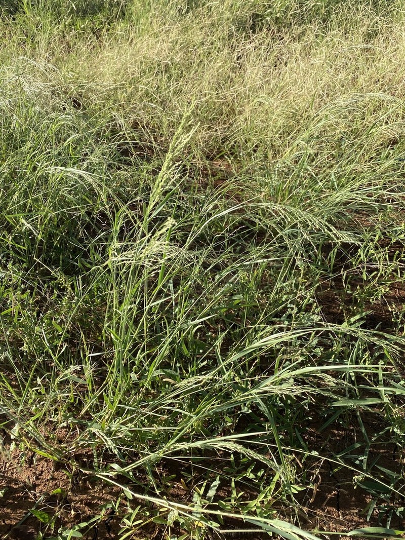 Panicum laevinode photo 2