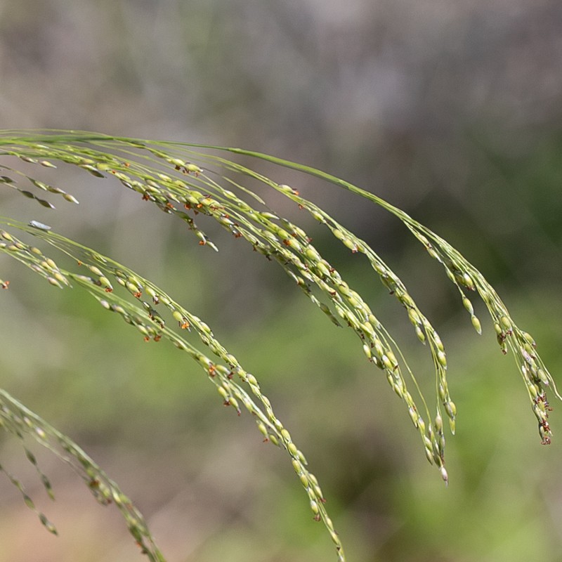 Panicum laevinode photo 3