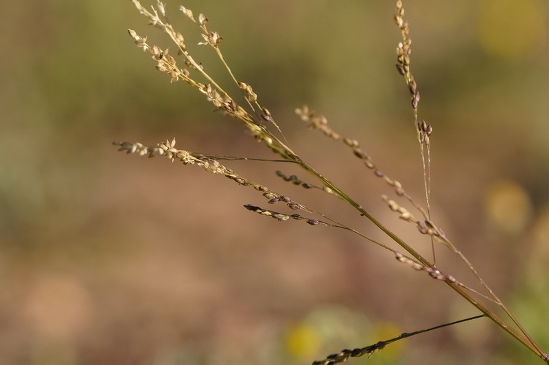 Panicum laevinode photo 4