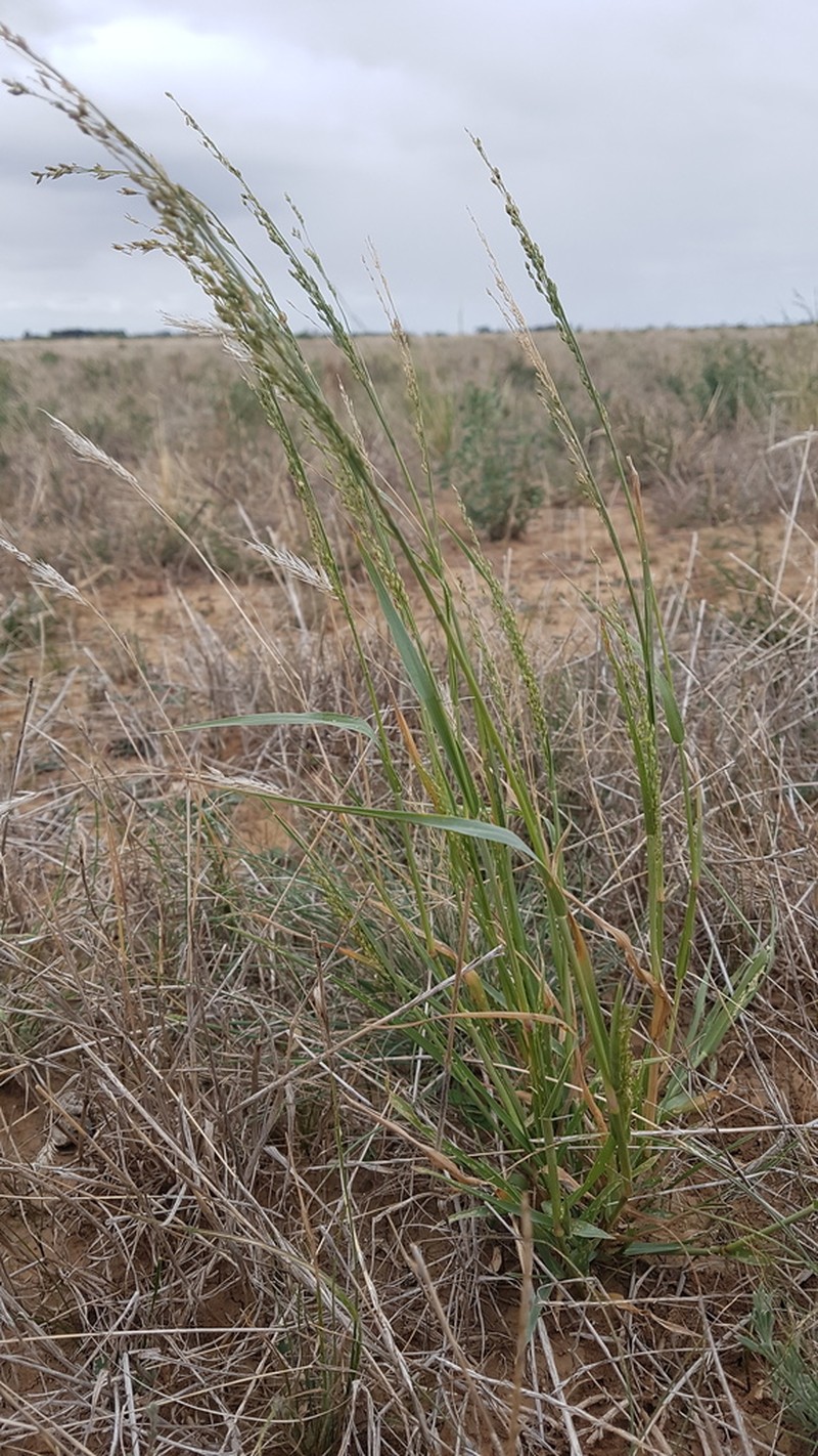 Panicum laevinode photo 5