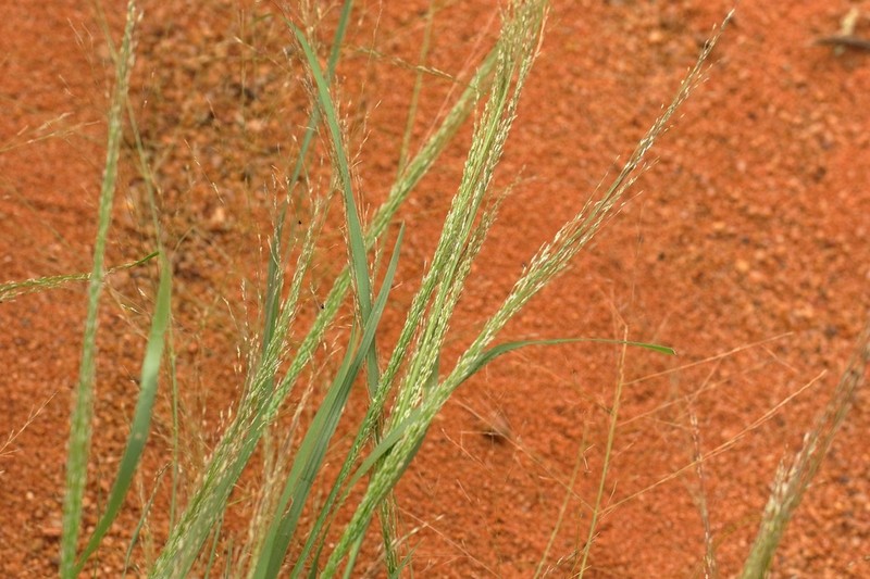 Panicum laevinode photo 6