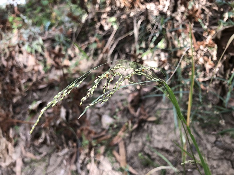 Panicum laevinode photo 7