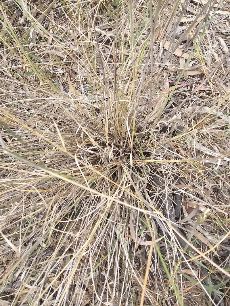 Panicum laevinode photo 8