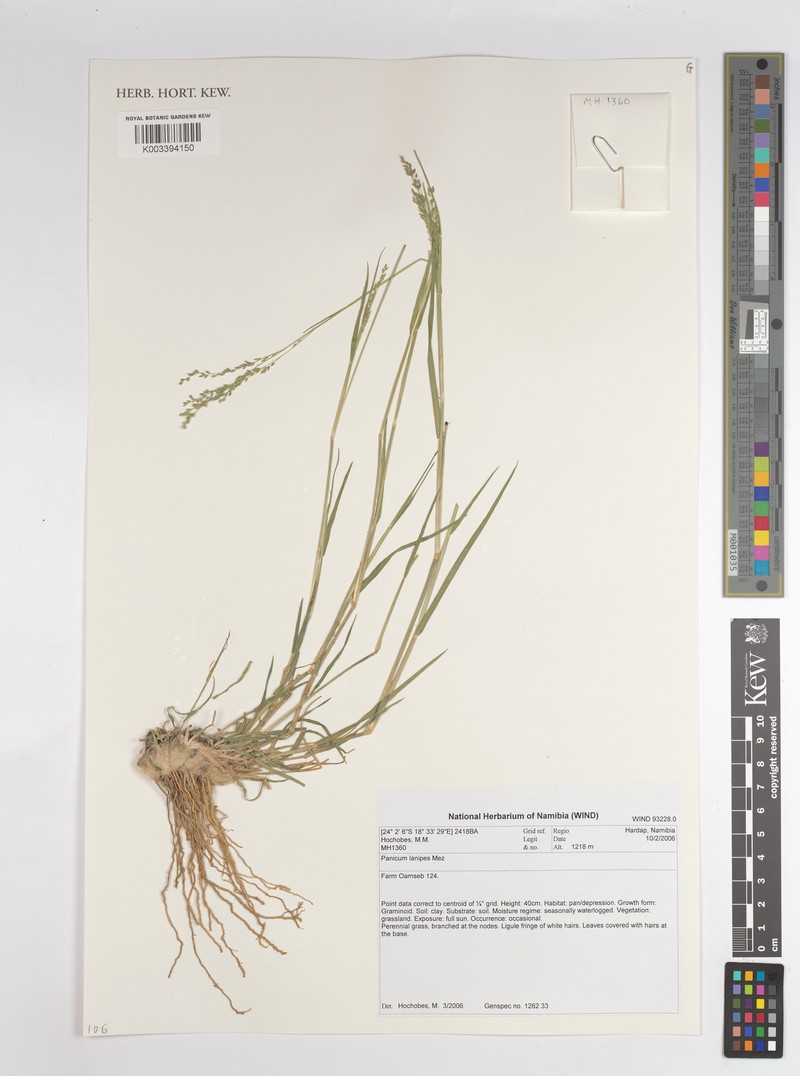 Panicum lanipes