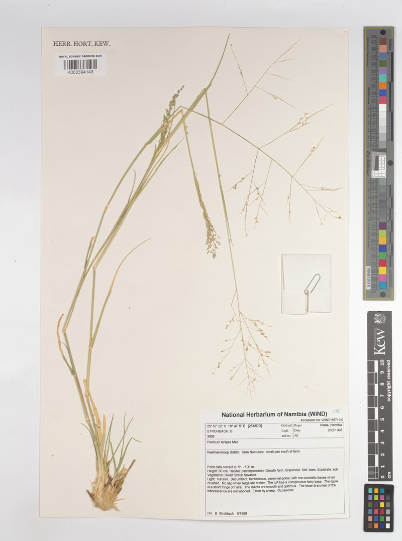 Panicum lanipes photo 2