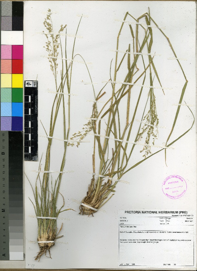 Panicum lanipes photo 3
