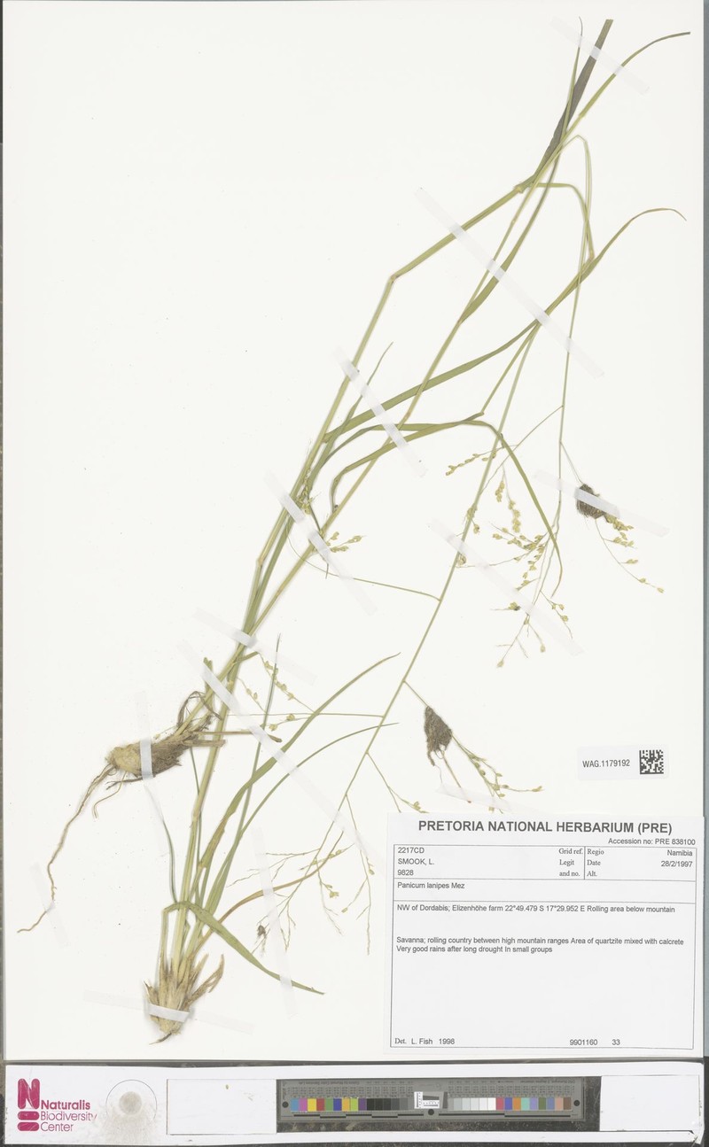 Panicum lanipes photo 4