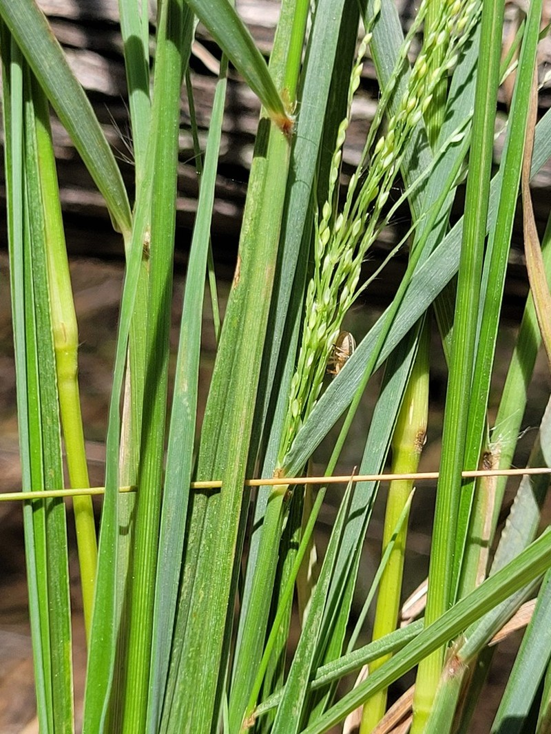 Panicum larcomianum