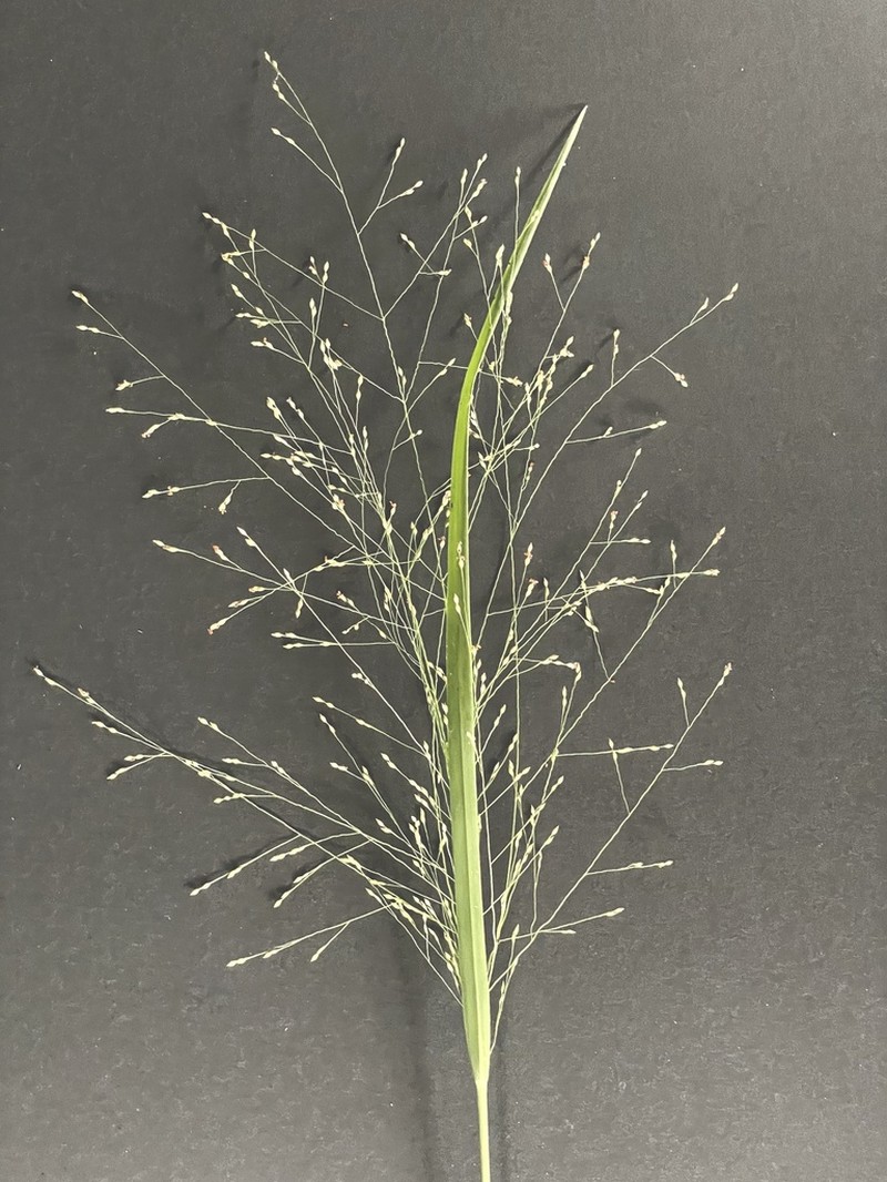 Panicum larcomianum photo 2