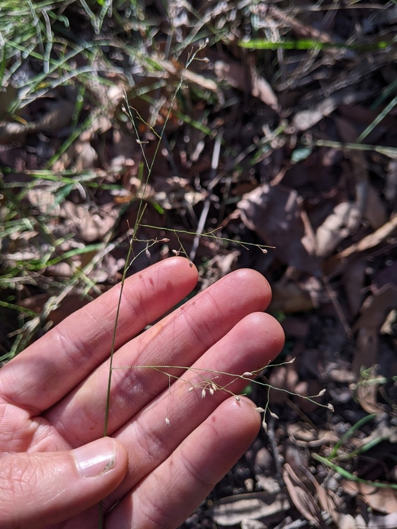 Panicum larcomianum photo 3