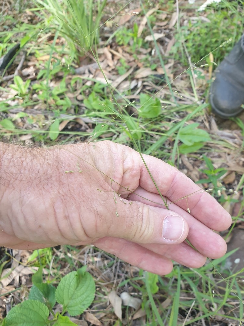 Panicum larcomianum photo 4