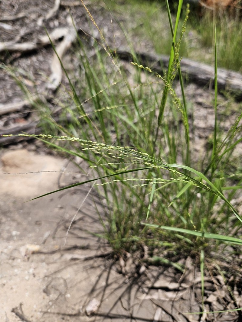 Panicum larcomianum photo 5