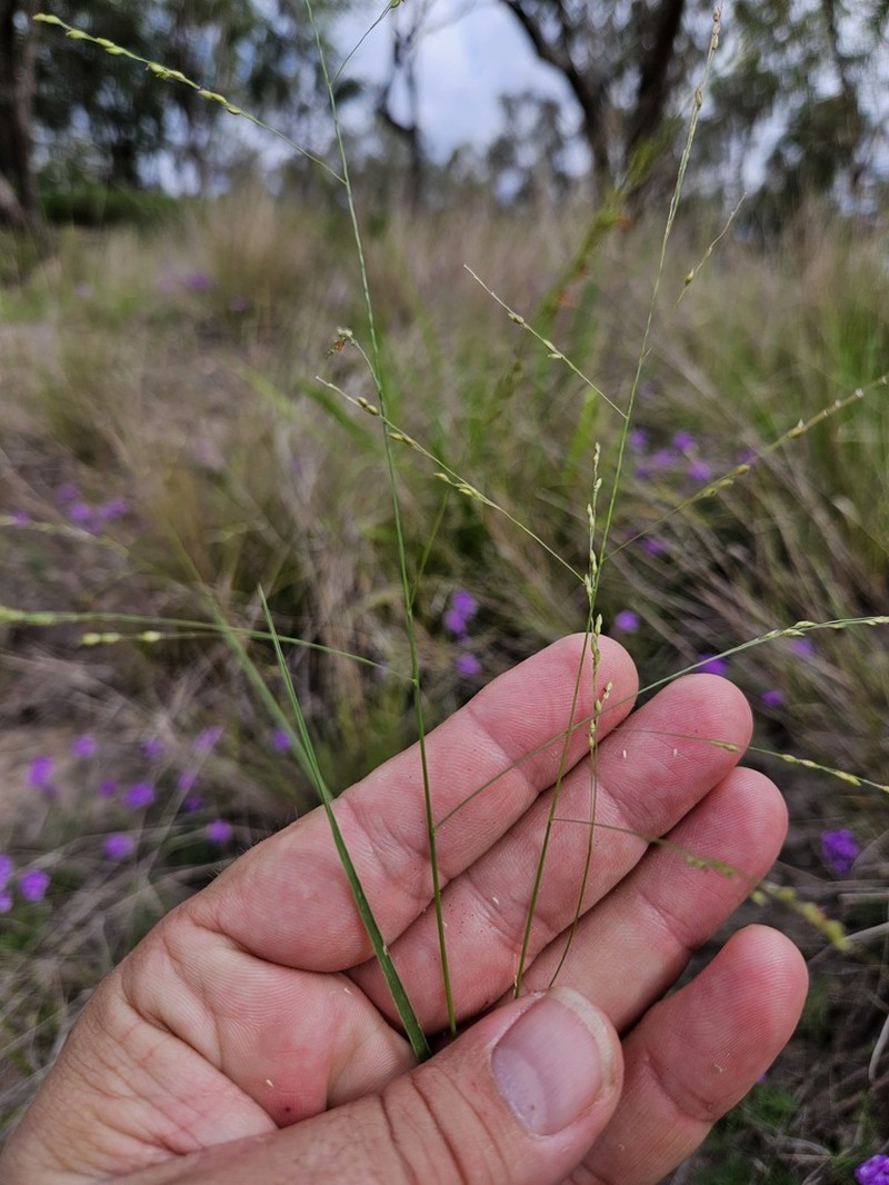Panicum larcomianum photo 6