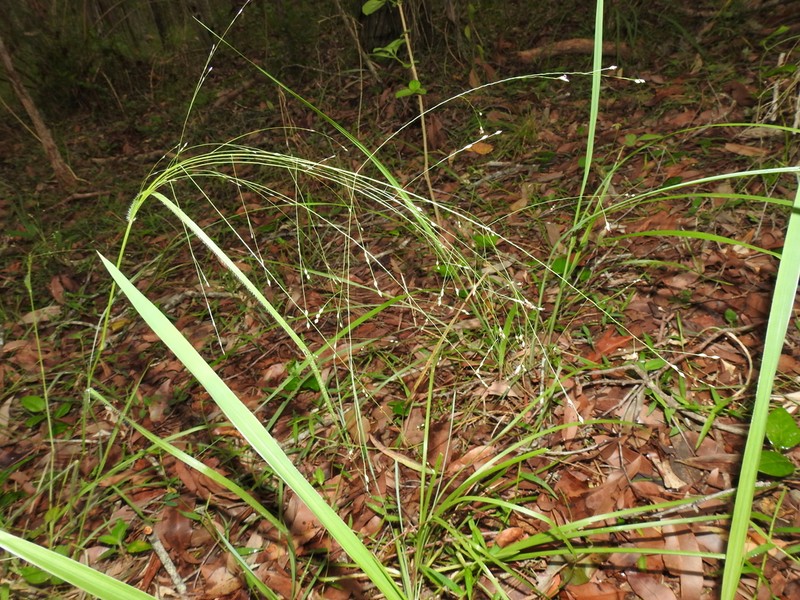 Panicum larcomianum photo 7