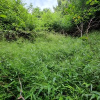 Panicum laticomum