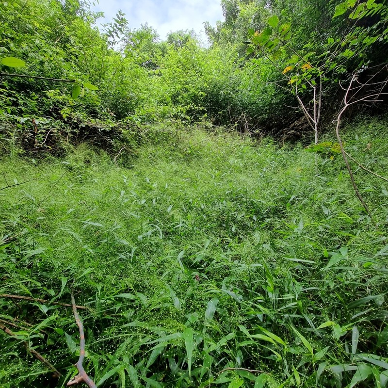 Panicum laticomum