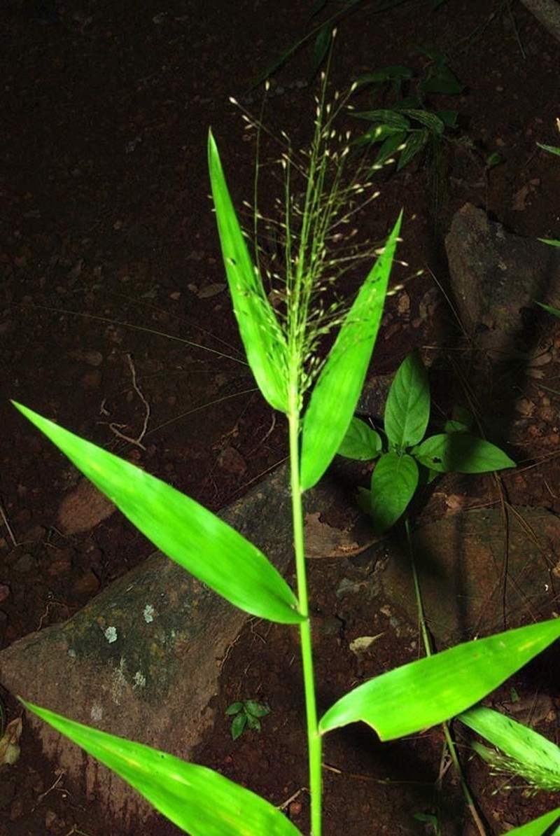 Panicum laticomum photo 2