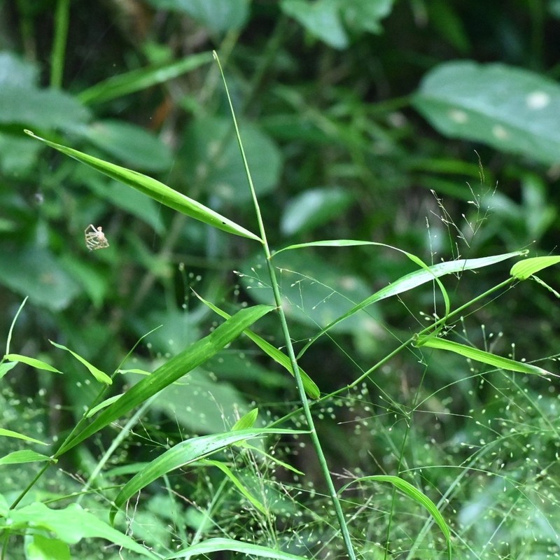 Panicum laticomum photo 3