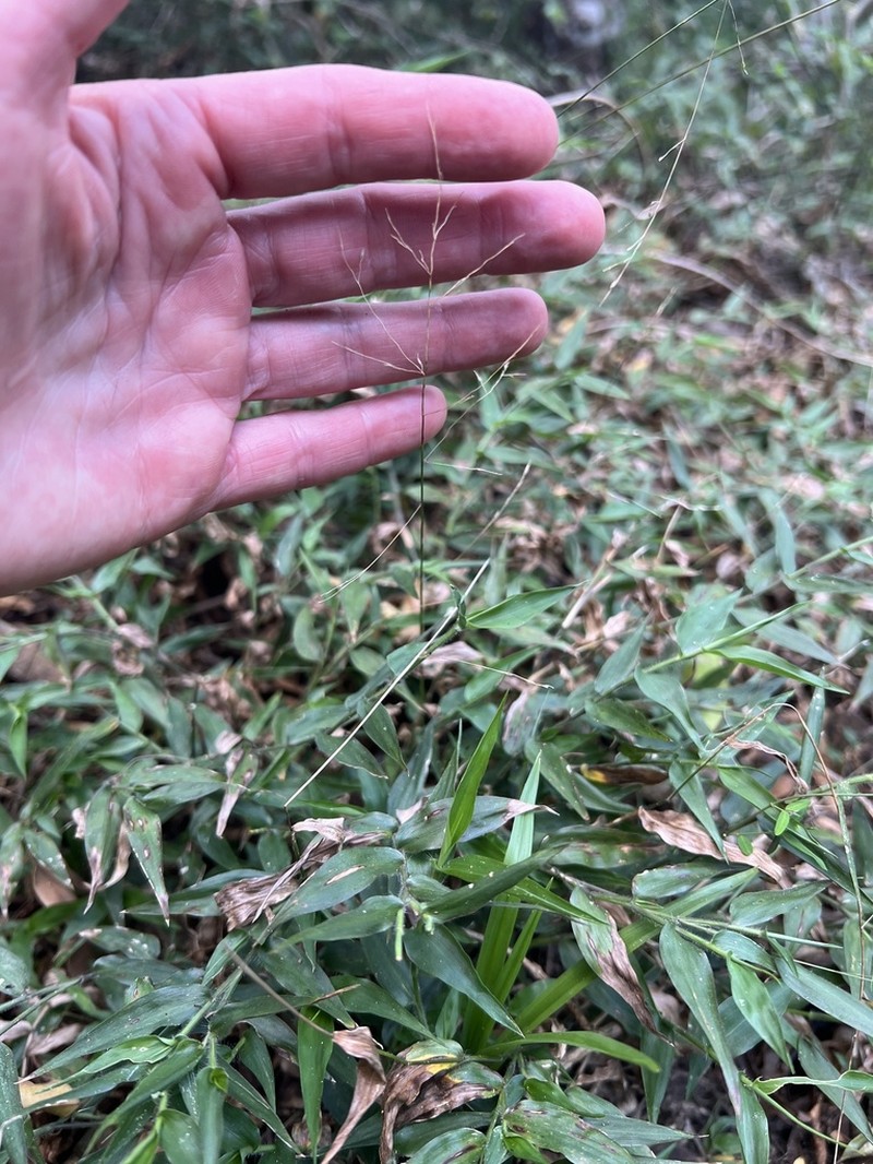 Panicum laticomum photo 4
